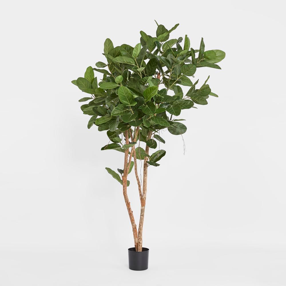 buy ficus audrey australia 180cm Audrey Ficus Tree