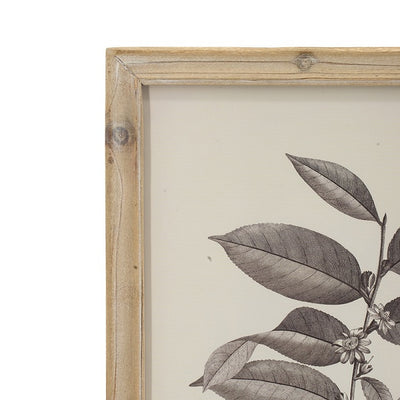 Botanical Wall Décor set of 4 Frames 40x53cm each