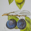 Botanical Wall DÃ©cor set of 2,  classic fruit illustrations in black frames,  blends classic design with contemporary appeal.
