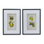Botanical Wall DÃ©cor set of 2,  classic fruit illustrations in black frames,  blends classic design with contemporary appeal.