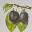 Botanical Wall DÃ©cor set of 2,  classic fruit illustrations in black frames,  blends classic design with contemporary appeal.