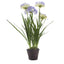 Agapanthus in Paper Pot Lavender