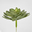 Aeonium succulent Stem LGE