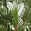 Parlour Palm Twisted Trunk 1.8m