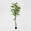 Artificial Ginko Tree 2.4m Potted - House of Isabella AU