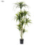 Yucca Plant Potted - 1.8m