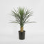 Yucca rostrata in pot