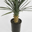 Yucca rostrata in pot