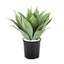 Agave Bush 54cm Light Green