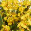 Lacey Arrangement Yellow