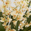 Lacey Arrangement Cream