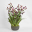 Mandine Arrangement Black