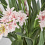 Pauline Arrangement Taupe