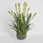 Tahlia Arrangement Olive