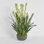 Tahlia Arrangement Olive