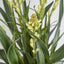 Tahlia Arrangement Olive