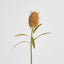 Dried Look Banksia Stem 56cm Tan - Pack of 12