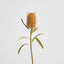Dried Look Banksia Stem 56cm Tan - Pack of 12