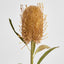 Dried Look Banksia Stem 56cm Tan - Pack of 12