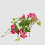UV Trailing Bougainvillea Bush Fuchsia (Set of 6)