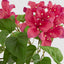 UV Trailing Bougainvillea Bush Fuchsia (Set of 6)