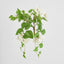 UV Trailing Bougainvillea Bush White (Set of 6)