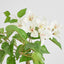 UV Trailing Bougainvillea Bush White (Set of 6)
