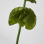 Bells-of-Ireland Stem