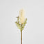 Dried Look Banksia Stem 75cm Cream
