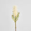 Dried Look Banksia Stem 75cm Cream