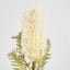 Dried Look Banksia Stem 75cm Cream
