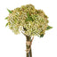 Berry Bundle Cream Green