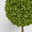Boxwood Topiary 60cm