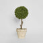 Boxwood Topiary 47cm