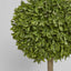 Boxwood Topiary 47cm