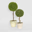 Boxwood Topiary 47cm