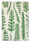 Scion Ferns - Juniper 125907