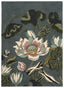 Wedgwood Waterlily Midnight Pond 038608