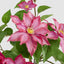 UV Trailing Clematis Bush Fuchsia (Set of 6)