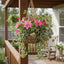 UV Trailing Clematis Bush Fuchsia (Set of 6)
