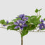 UV Trailing Clematis Bush Purple (Set of 6)