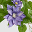 UV Trailing Clematis Bush Purple (Set of 6)