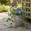 UV Trailing Clematis Bush Purple (Set of 6)
