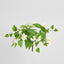 UV Trailing Clematis Bush White (Set of 6)