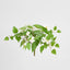 UV Trailing Clematis Bush White (Set of 6)