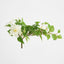 UV Trailing Clematis Bush White (Set of 6)