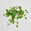 UV Trailing Clematis Bush White (Set of 6)