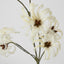 Wild Cotton Spray - Pack of 12