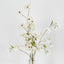 Wild Cotton Spray - Pack of 12