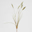 Foxtail grass Spray Green